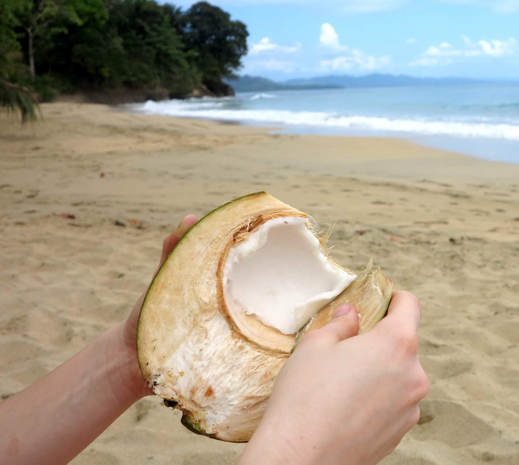 Das cremige Innere einer frischen Kokosnuss lässt sich mit einem Stück abgeschlagener Schale einfach herausschaben
