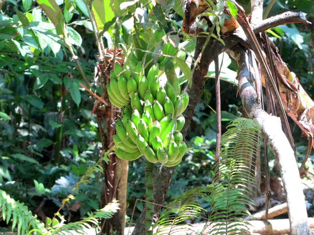 Eine Bananenstaude im botanischen Garten von Puerto Viejo
