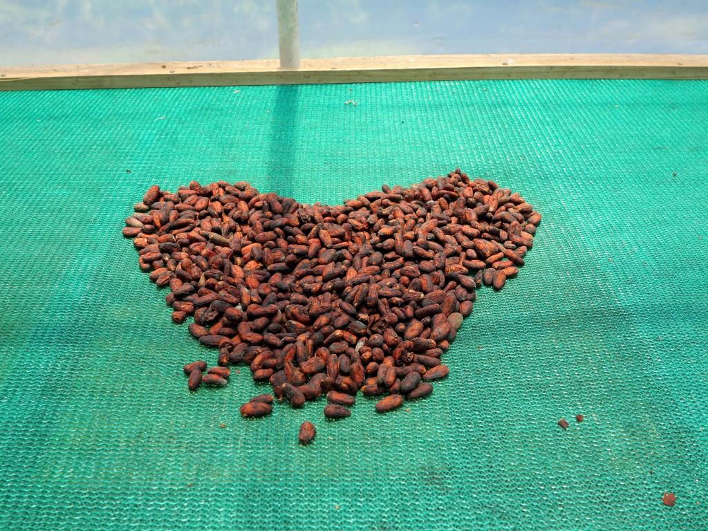 Geröstete Kakaobohnen sind schon ein super schmackhafter Snack