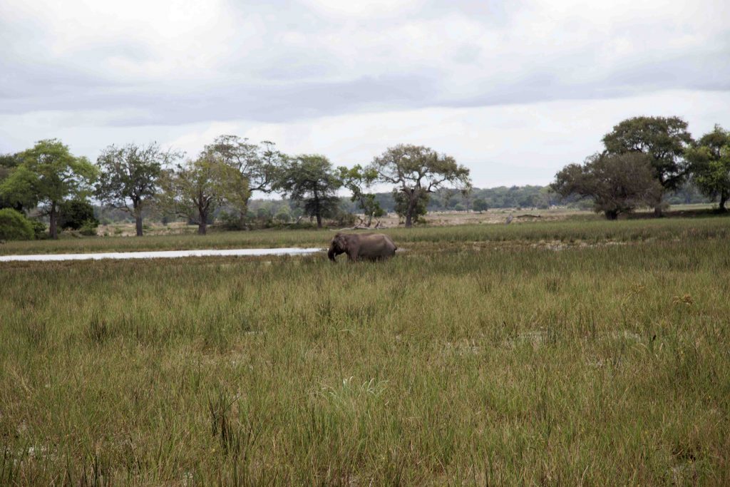 Safari durch den nördlichen Teil des Yala Nationalparks